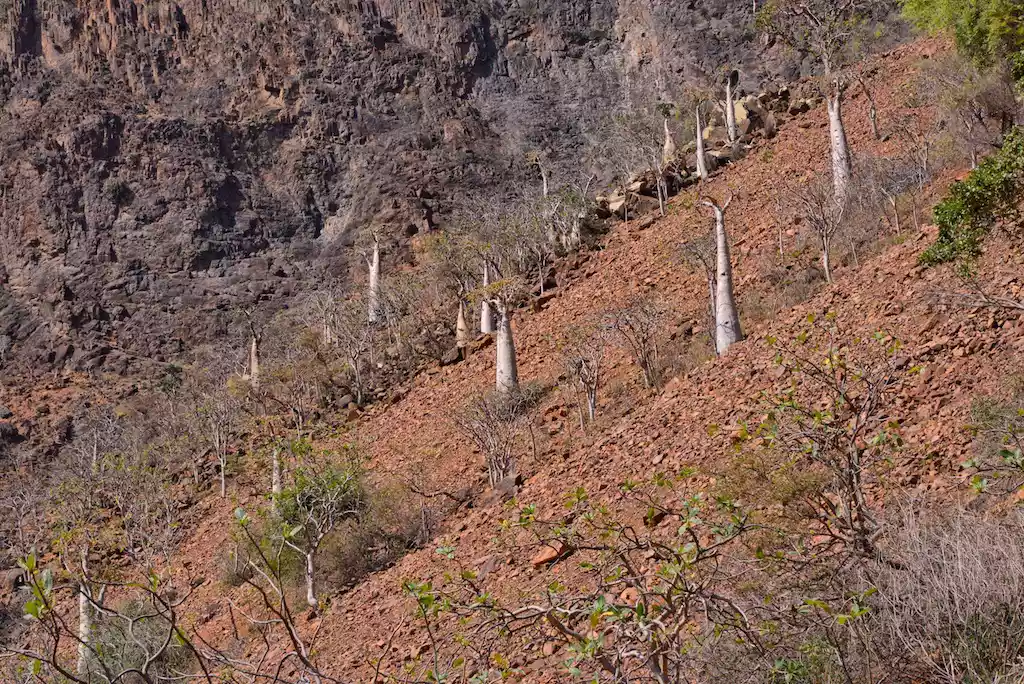 Бесплодные огуречные деревья, растущие на скалистом склоне холма