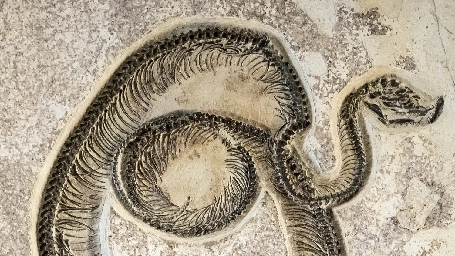 Ископаемая змея из эоцена в скале