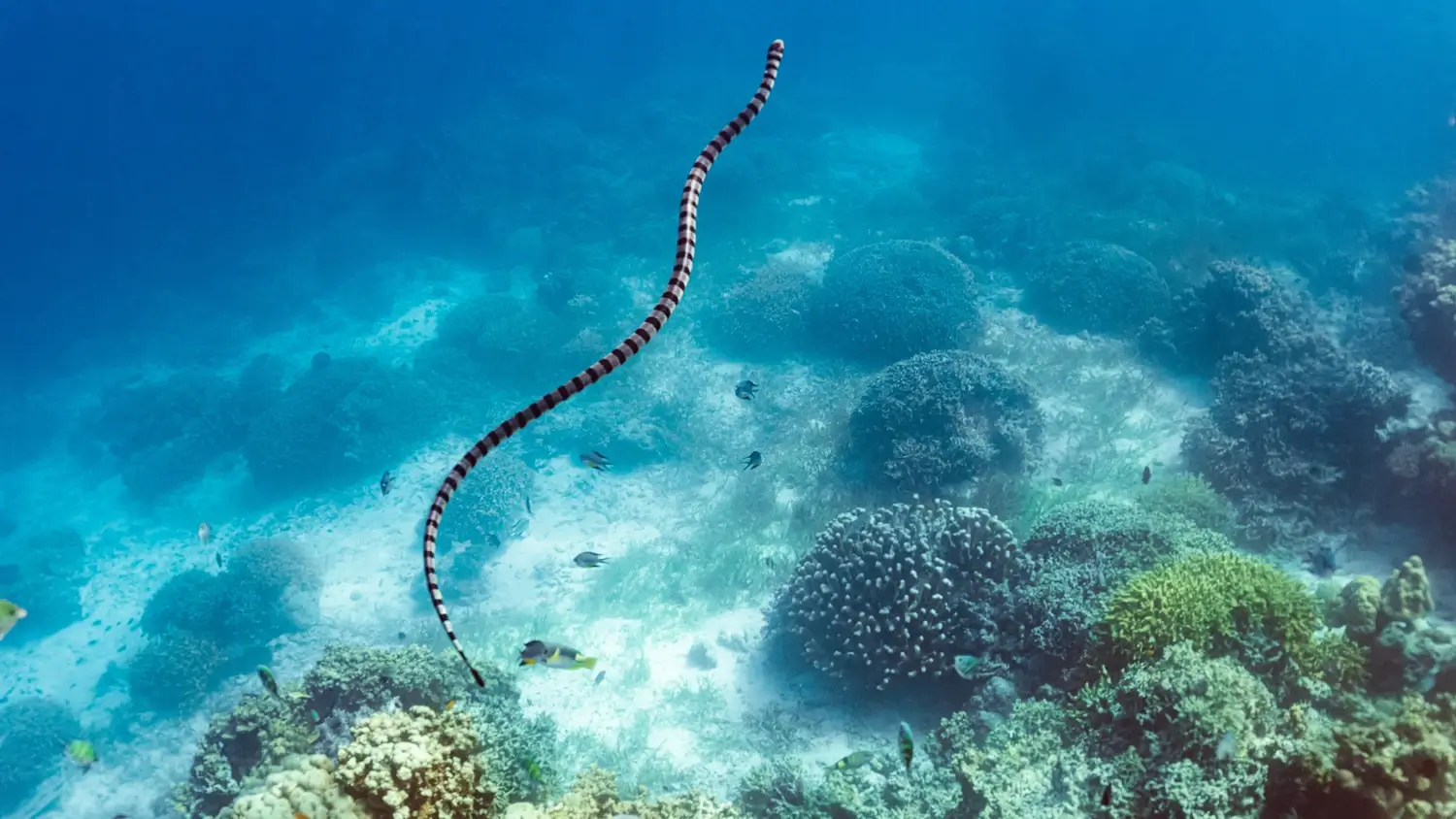 Морская змея, плывущая по прозрачной голубой воде с кораллами под ней