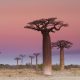 6 Уникальных деревьев, которые на грани исчезновения