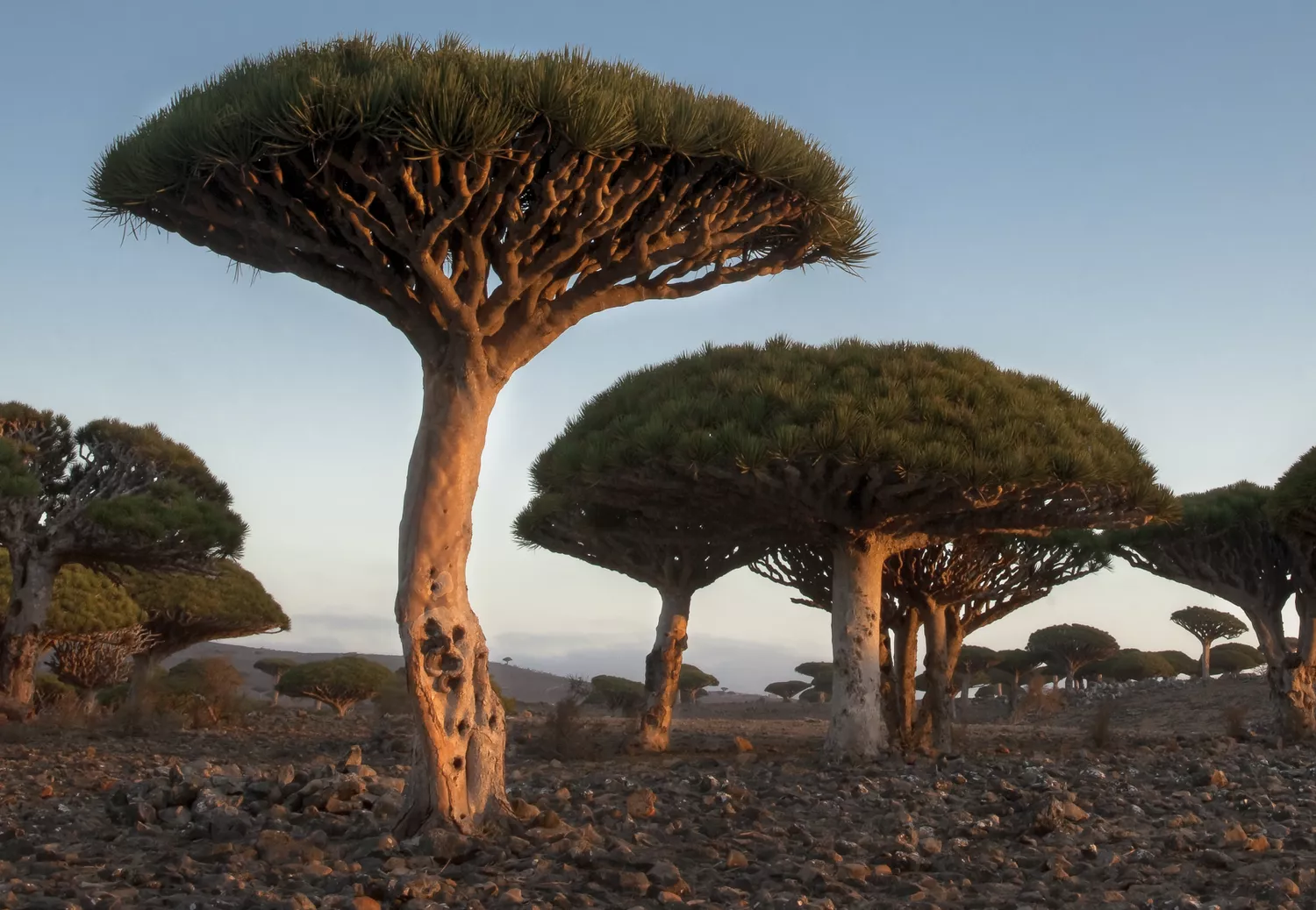 Скопление деревьев «драцена киноварно-красная» в пустыне на закате