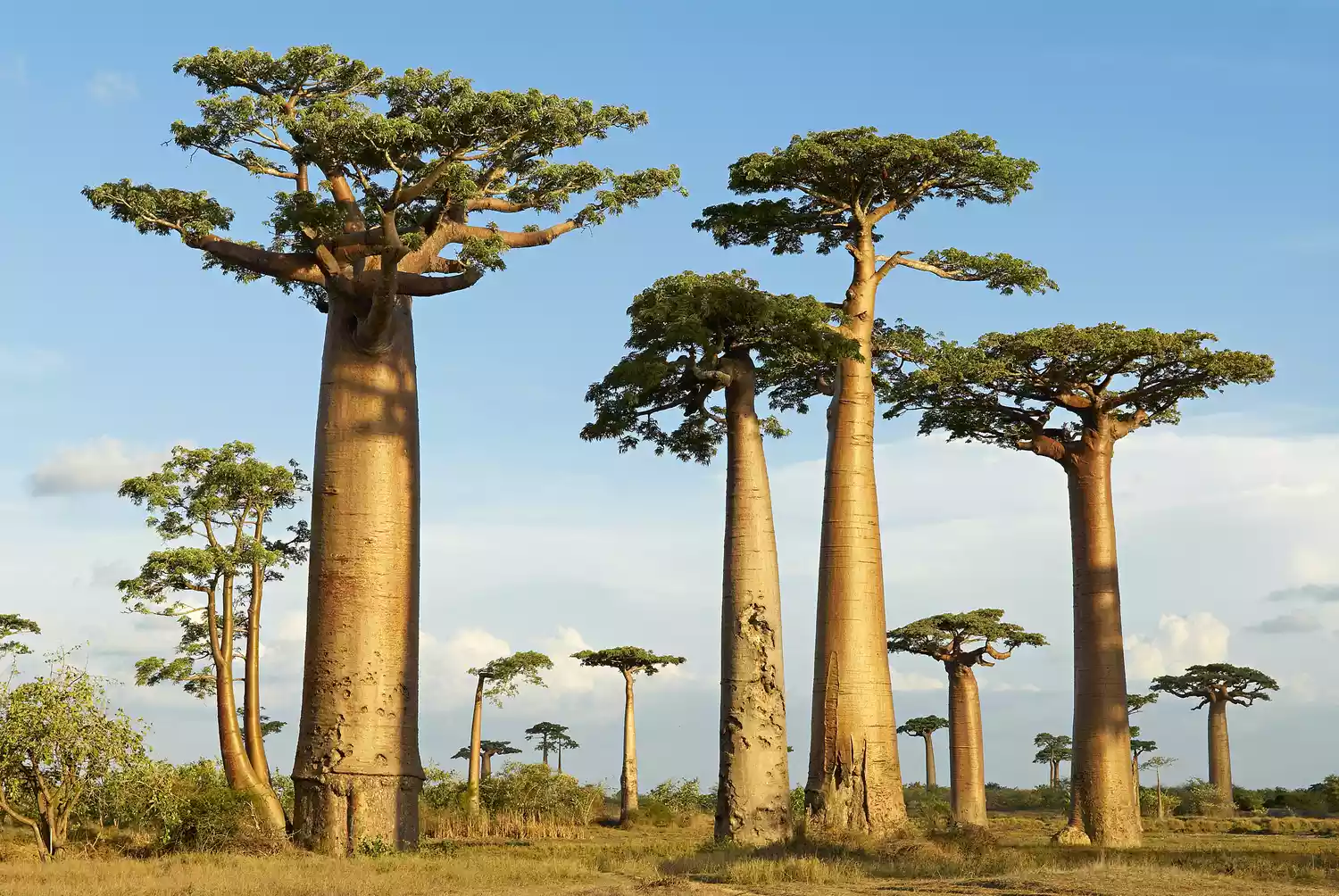 Высокие деревья баобаба, стоящие на огромном пространстве на фоне голубого неба