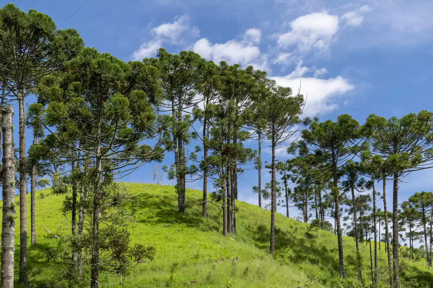 Араукарии бразильские, растущие на пышном травянистом склоне холма